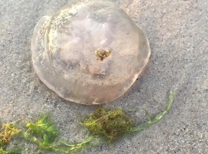 Vakantiepark Bursztynowe